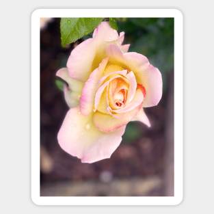 Rose in Spring Magnet